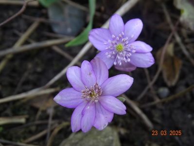hepatica transsilvanica rosea