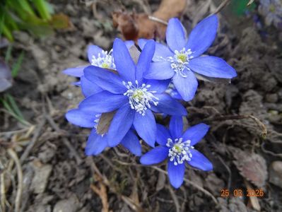 hepatica nobilis