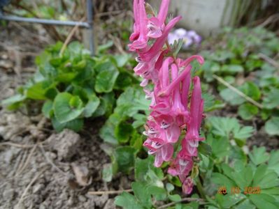 corydalis solida Beth Evans
