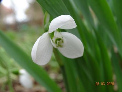 galanthus Polar Bear