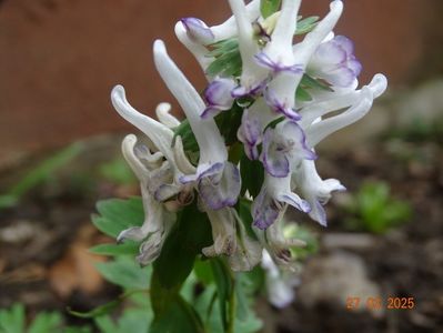 corydalis solida Merlin