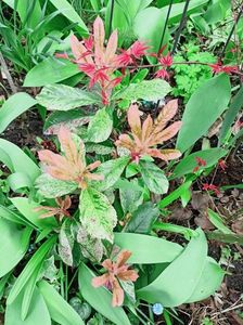Photinia serratifolia "Pink Crispy"
