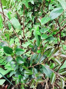 Camellia vernalis "Yuletide"