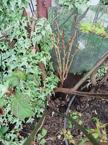 Prunus serrulata "Amanogava"