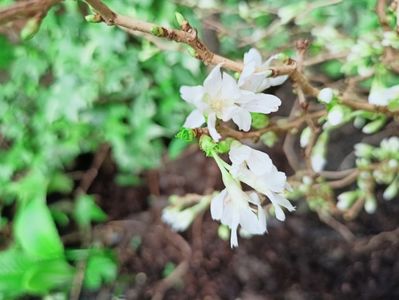 Prunus incisa "Kojo no mai"