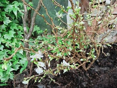 Prunus incisa  "Kojo no mai"
