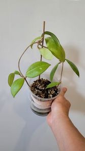 înrădăcinat la ambele capete; Am înrădăcinat ambele capete ale unei tăieturi cu 4 noduri. Când au avut rădăcini, le-am plantat așa. Apoi, primăvara, va primi hrană bogată în azot (granule de gunoi de grajd de bovine), apoi va înco
