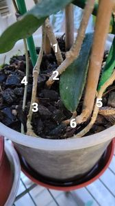 în ghiveci sunt 6 plante; Asta arată că în ghiveci sunt 6 plante (am tăiat deja vârful uneia dintre ele. Mai rămâne doar 1 parte de rădăcină cu frunze, pe a 6-a)
