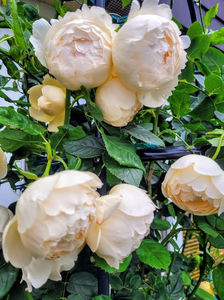 Wollerton Old Hall (urcator) 70; Parfum puternic. 
Inflorire repetata tot sezonul.
Inaltime 150-300 cm
