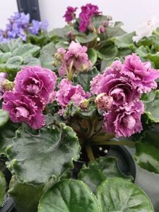 LE- ROZA VETROV SP.