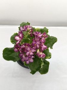 LE-SELCOVII CRUJEVO SP.