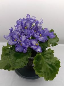 GR- NICHENKA ZORYANA