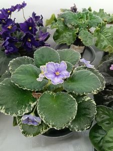 VAT- KHOLODNOE SERDTSE