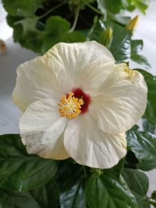 Veneție white.