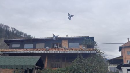 Liberi