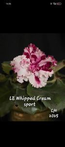 LE-WHIPPED CREAM
