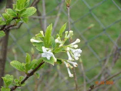 viburnum farreri Candidissimum