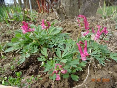 corydalis solida Beth Evans