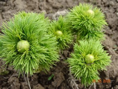 paeonia tenuifolia Rosea