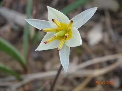 tulipa turkestanica