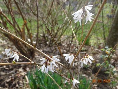 abeliophyllum distichum Roseum