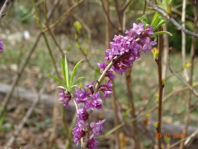 daphne mezereum Rubra