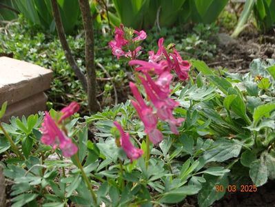 corydalis solida Beth Evans