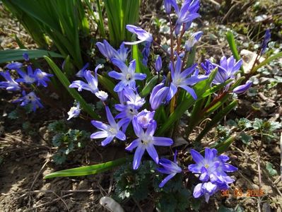 chionodoxa Violet Beauty