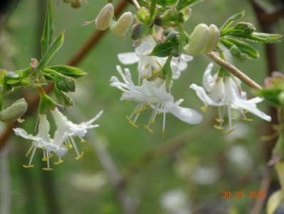 lonicera fragrantissima