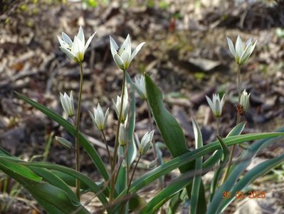 tulipa turkestanica