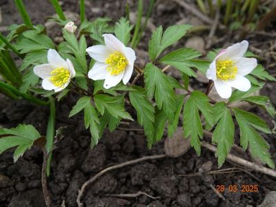 anemone nemorosa