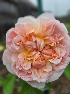 Evelyn (tufa) 70; Parfum puternic. Inflorire repetata tot sezonul. 
Inaltime 100-120 cm.
