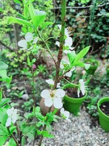 Prun columnar "Imperial"