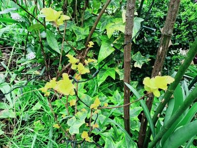 Physocarpus "Amber Jubilee"
