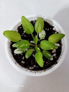 LE Gornaya Lavanda 18 rez R miniature