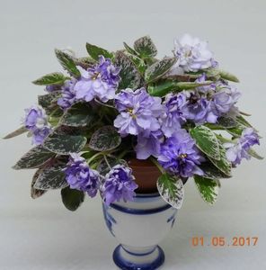 LE Gornaya Lavanda