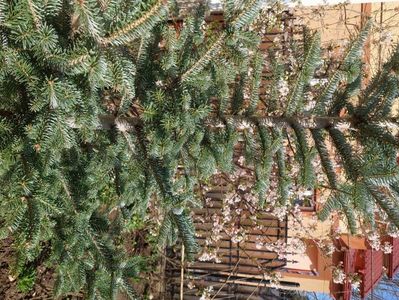 abies koreana festival