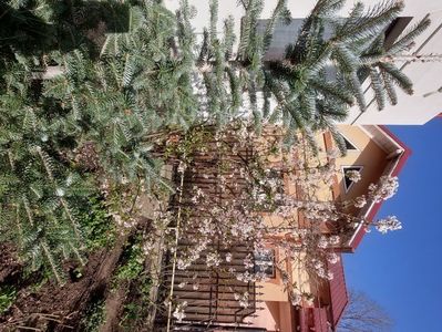 abies koreana festival