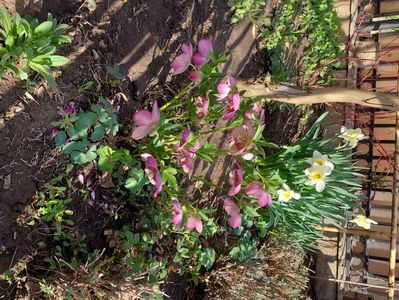 Helleborus Winter Jewel Cherry Blossom