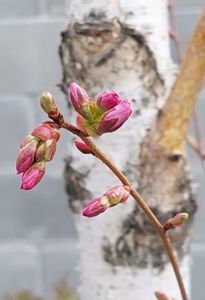 Prunus First Blush