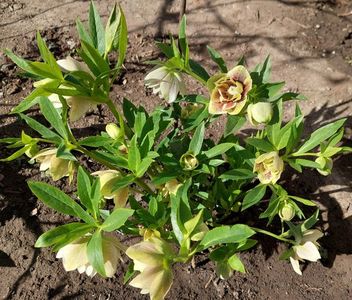 helleborus Winter Jewel Painted Doubles