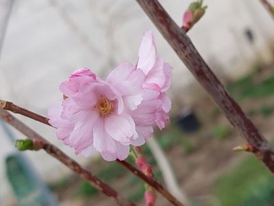 Prunus First Blush