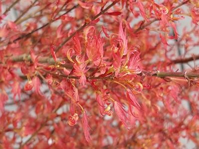 Acer palmatum Wilsons Pink Dwarf
