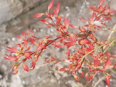 Acer palmatum Wilsons Pink Dwarf
