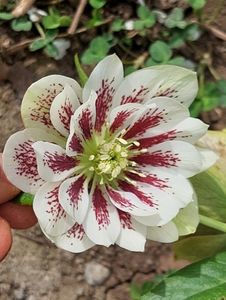 helleborus Winter Jewel Painted Doubles