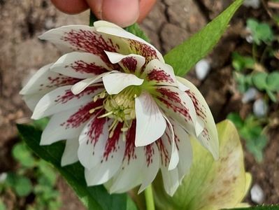 helleborus Winter Jewel Painted Doubles