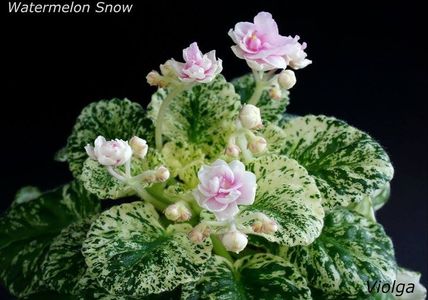 Watermelon Snow