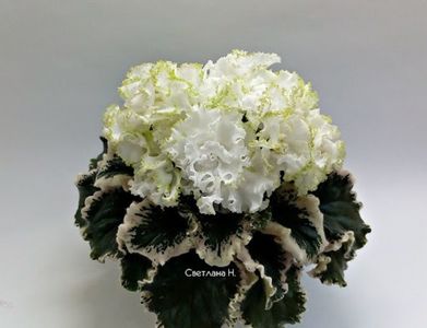 Ян-КапризYAN-KAPRIZ