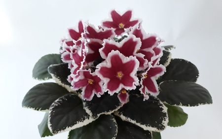 ЛЕ-Маргарита/ LE-Margarita