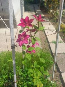 Clematys perida